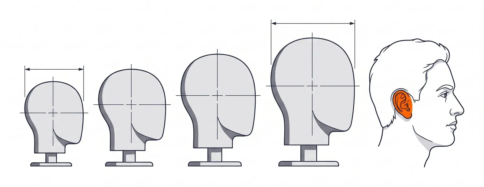 A row of smooth test headforms in rising sizes beside one real head in profile with an ear