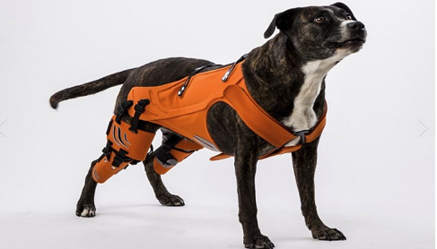 The 20 Hottest Pet Tech Products Ideas of 2024 Design 1st