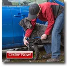 Person washing a dog beside a car with the K9 Clean portable pet shower, with an Order Now button
