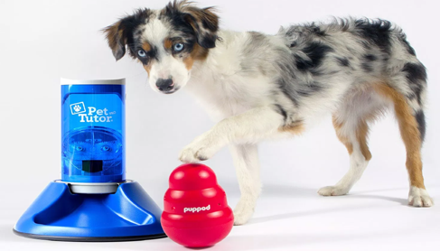 CleverPet  Exercise your pet's mind + body